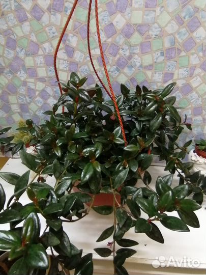 Маранта, мирт, нематантус, папоротник