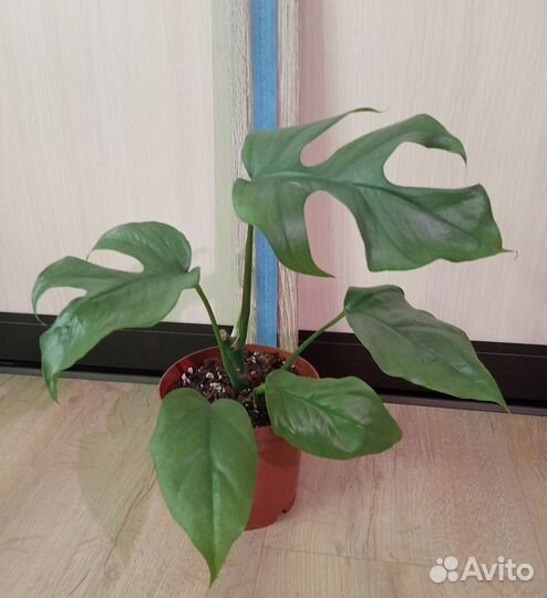 Кодиеум / Кротон, разные виды