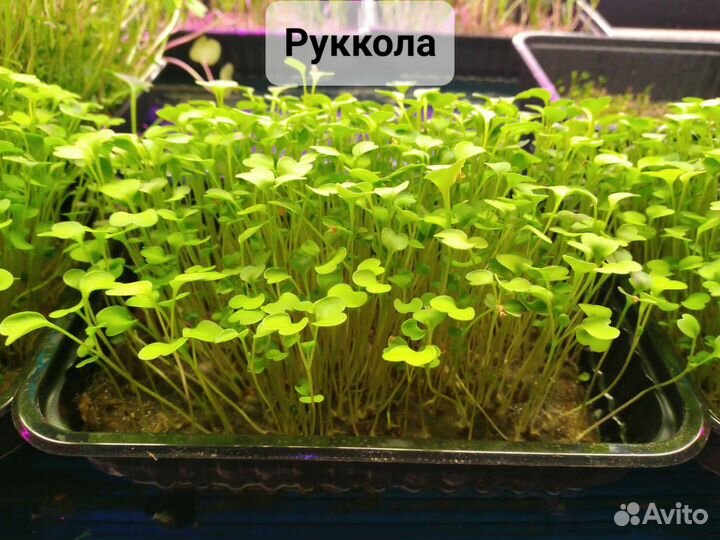 Микрозелень