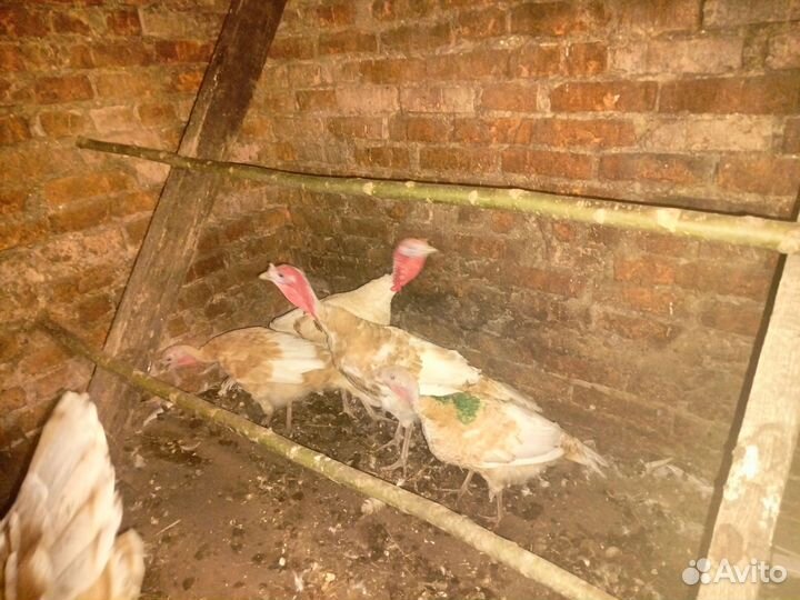 Индюки домашние