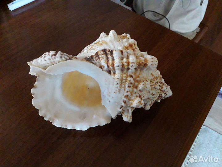 Большая ракушка