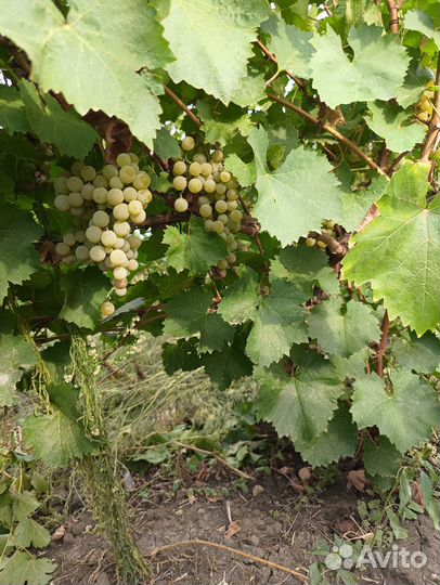 Виноградник (аренда)