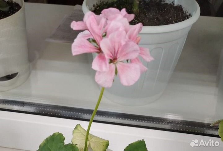 Пеларгония Дивас