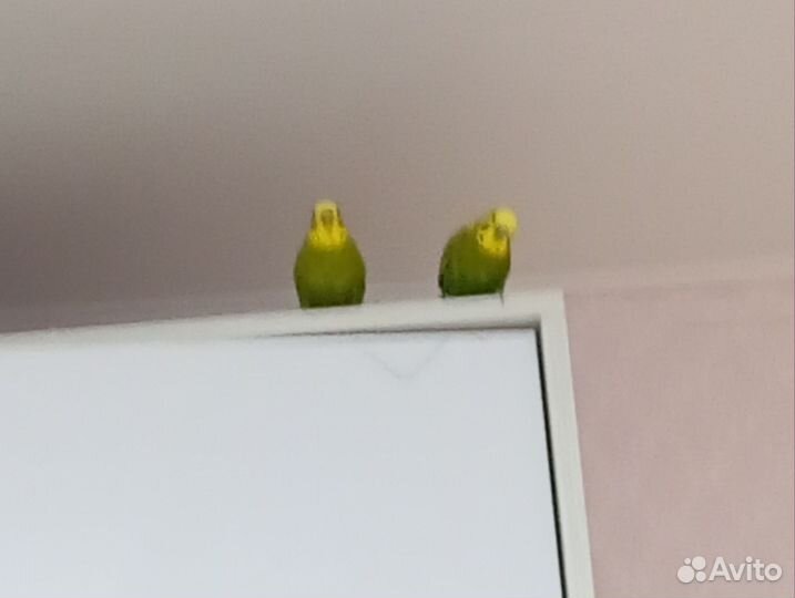 Волнистый попугай