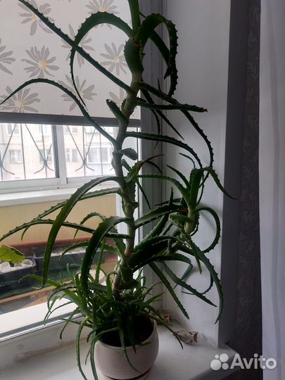 Цветок алоэ большой