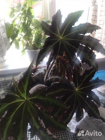 Антуриумы,Сингнониум, Бегония, фикусы