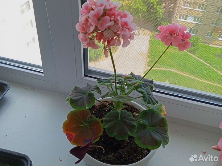 Очень красива пеларгония Монино Рейн F1