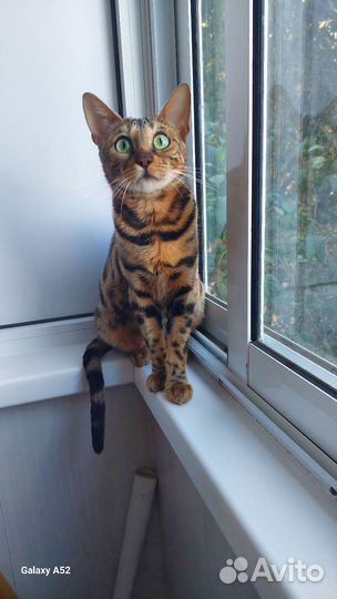 Леопардовые котята