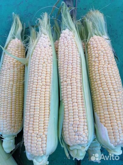 Сладкая кукуруза