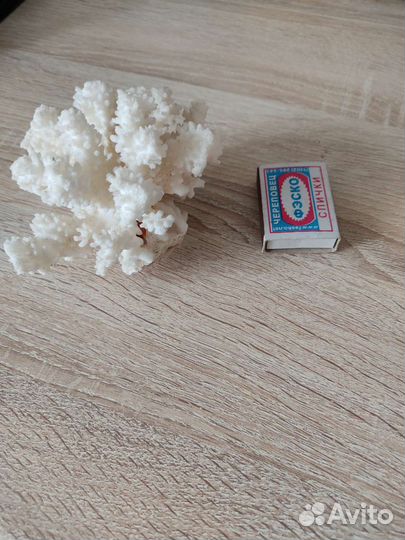 Морской коралл