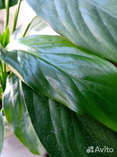 Домашние растения спатифиллум