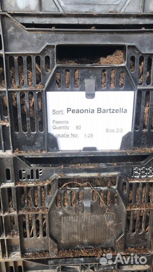 Корни пионов оптом. Bartzella