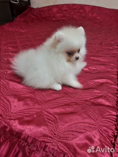 Шпиц (померанский ) малышка