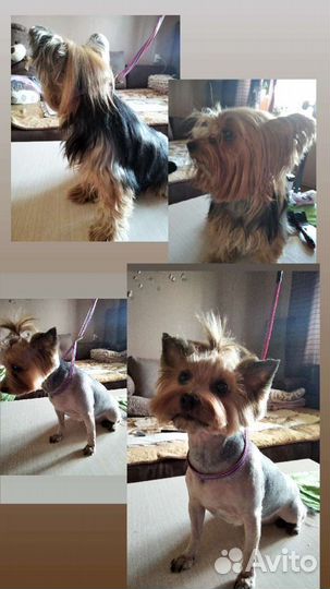 Грумер стрижка собак с выездом на дом