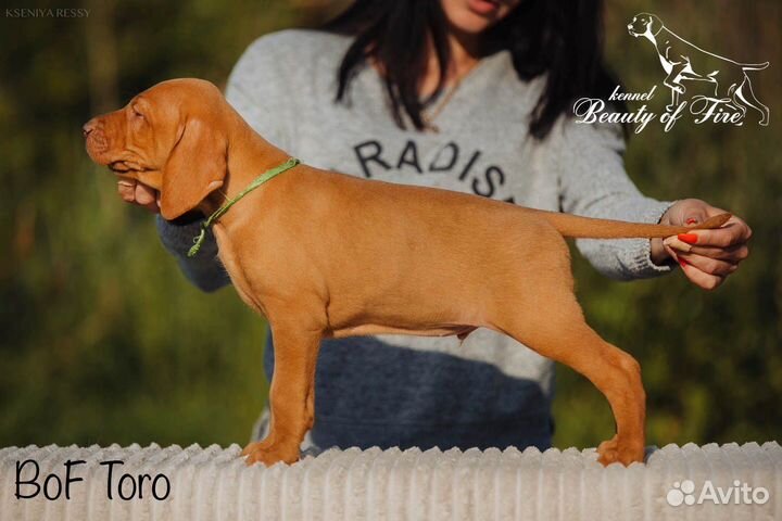 Выжла щенки из питомника