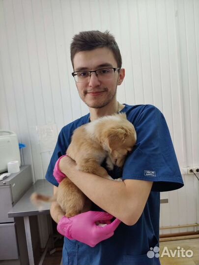 Ветеринарная помощь на дому 