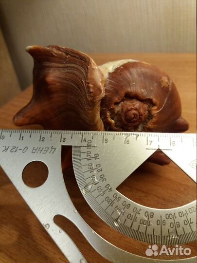 Морские раковины