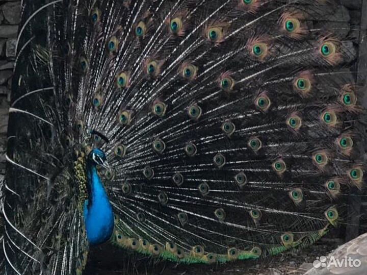 Павлинка с павлинятами