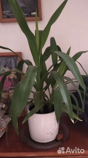 Пальма юкка,драцена