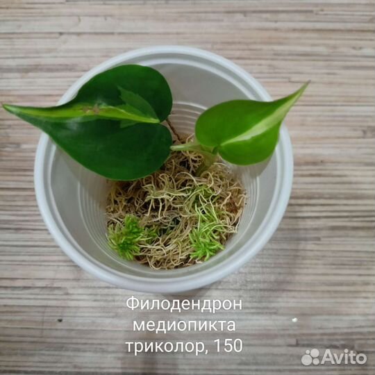 Филодендроны, эпипремнумы, вариегатные растения