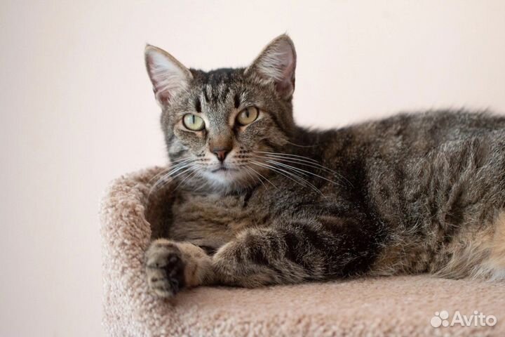 Кошка/кот в дар