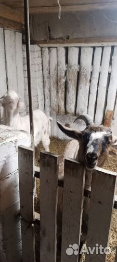 Коза и козел