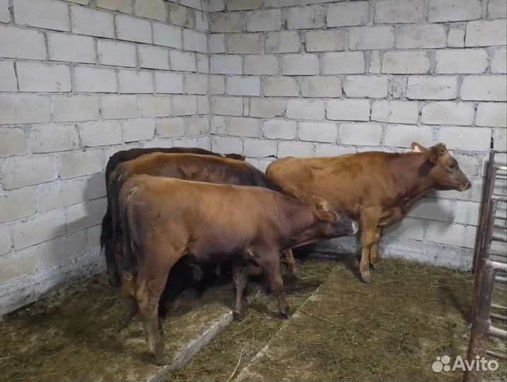 Бычки подсосные