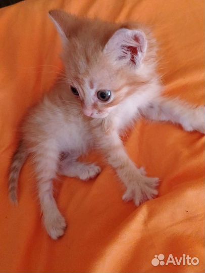 Котята бесплатно