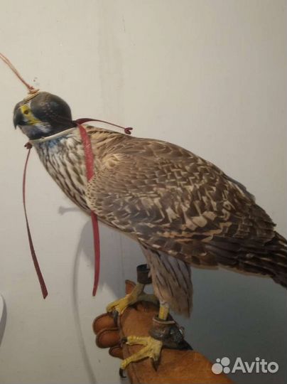 Голуби бакинцы, узбеки и пр