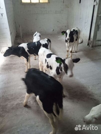 Бычки телки телята крс