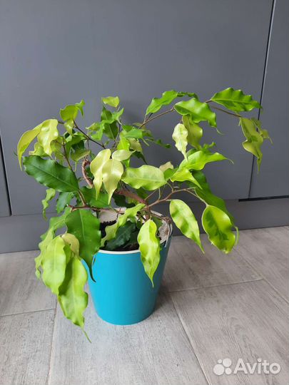 Фикус бенджамина