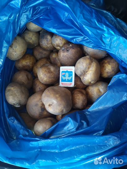 Продукты питания рязань.картофель старый