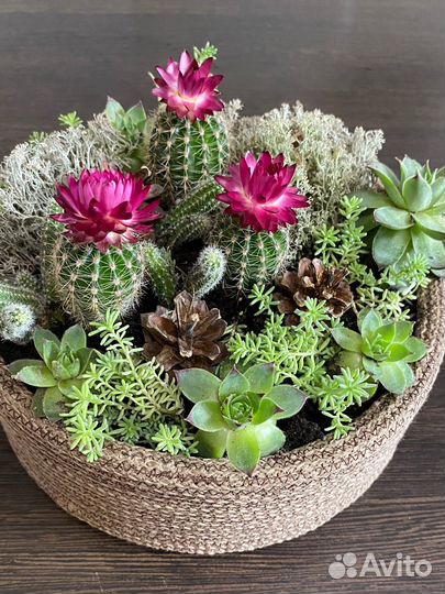 Флорариум с суккулентами