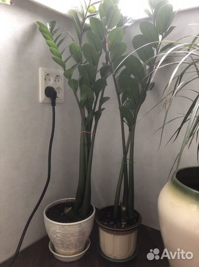 Замиокулькас