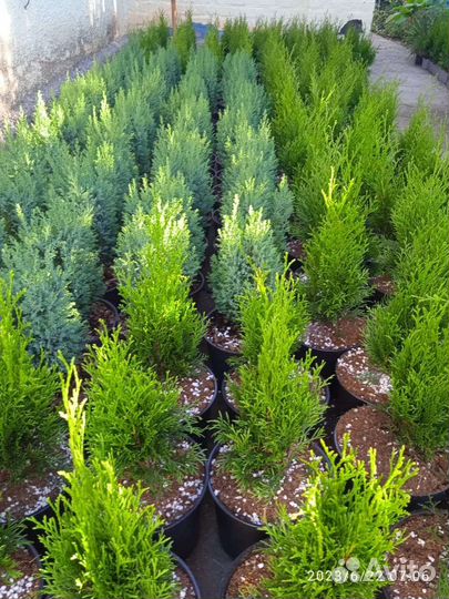 Редкие растения для сада