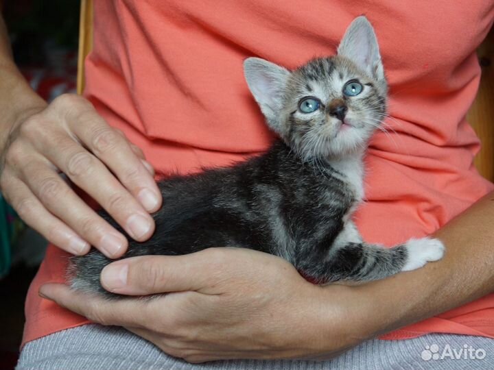 Котёнок мальчик