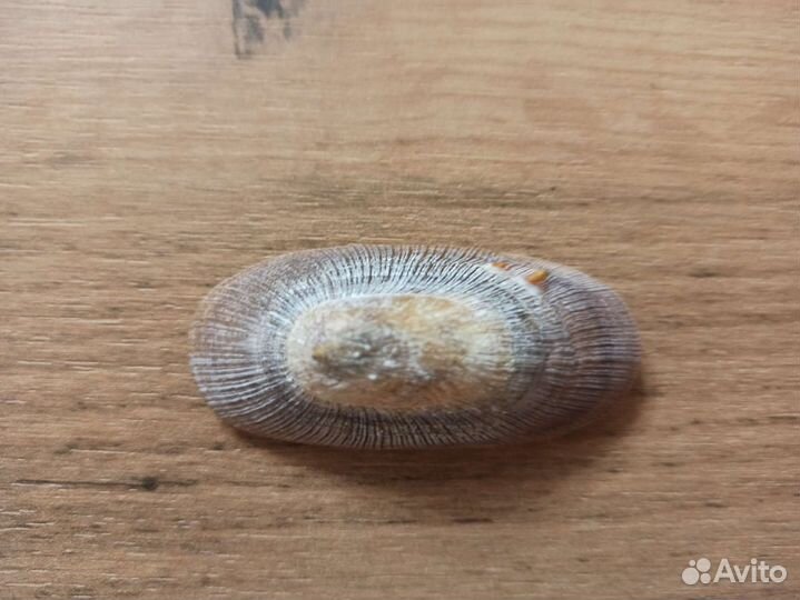 Морская раковина
