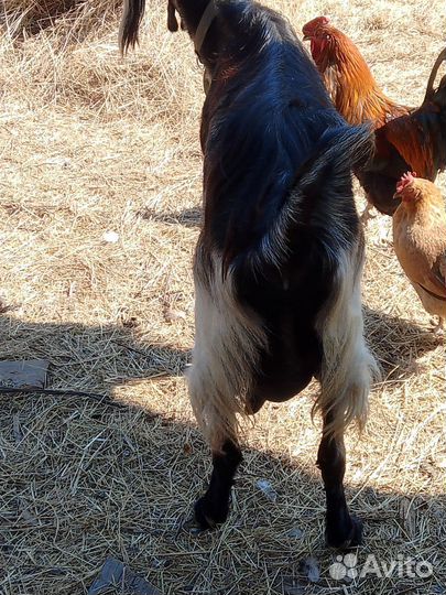 Нубийская коза с козлятами