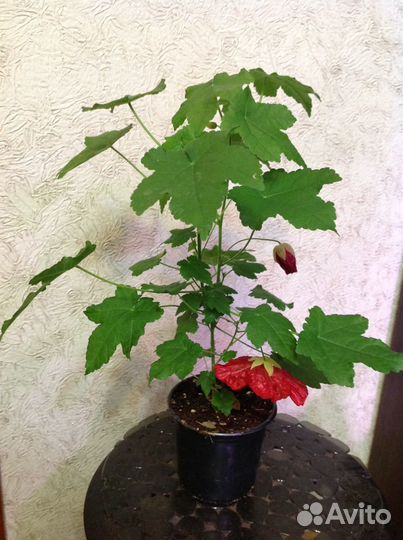 Абутилон или комнатный Клен долго и обильно цветут