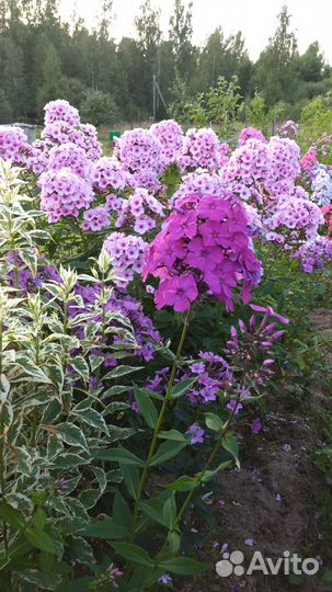 Флоксы многолетние сортовые