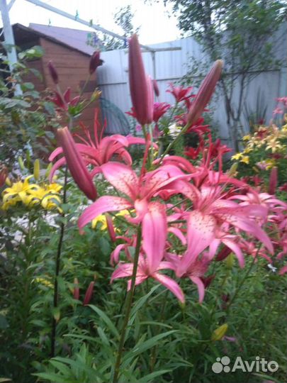 Растения садовые многолетние