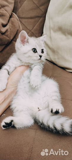 Шотландская девочка