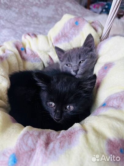 Котята в добрые руки