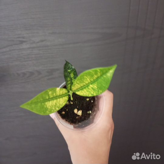 Кодиеум кротон