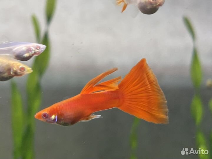 Гуппи ред фулл альбино(самец+самка)