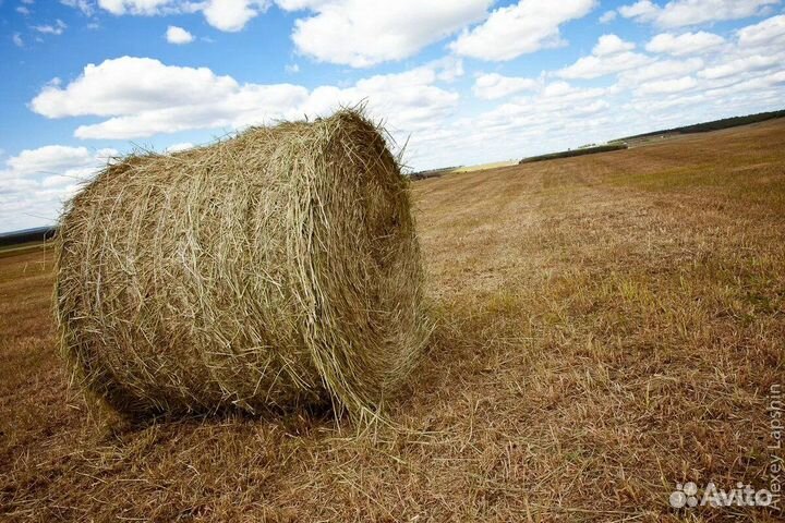 Сено в рулонах 2024