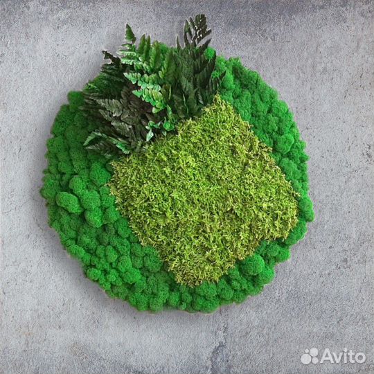 Фитостена из стабилизированного мха