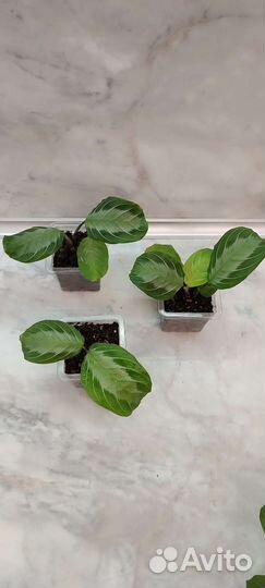 Маранта Эмерал Бьюти