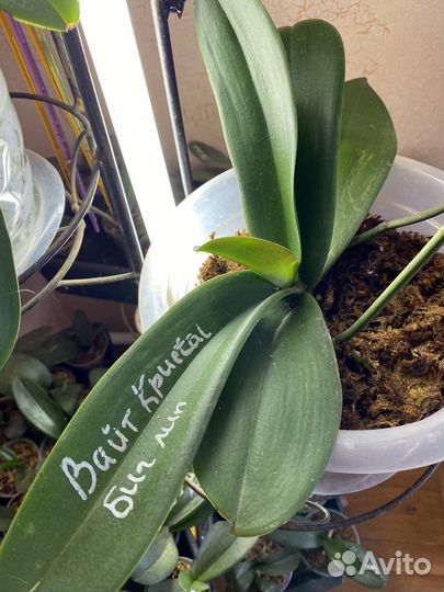 Орхидея фаленопсис