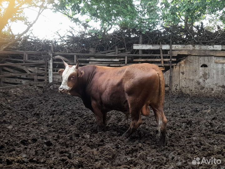 Быки на мясо